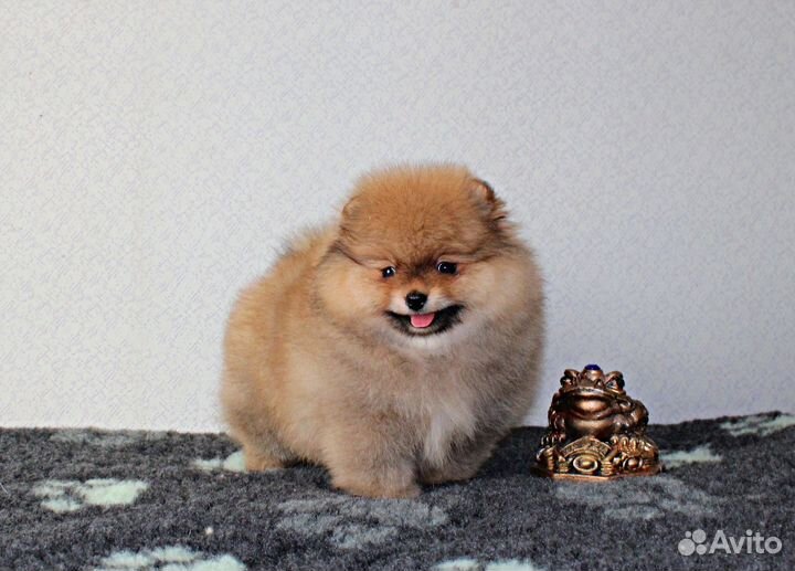 Померанский шпиц девочка