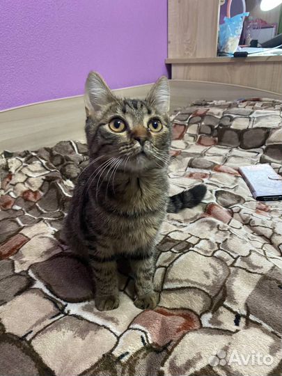 Кот, 5-6 мес