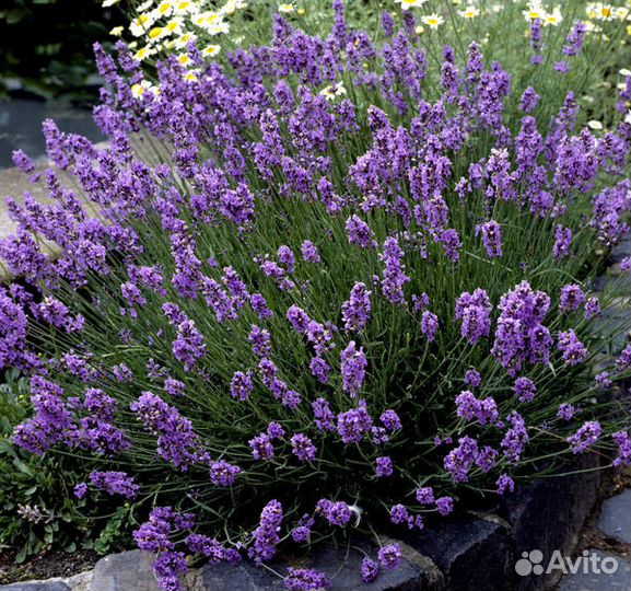 Лаванда