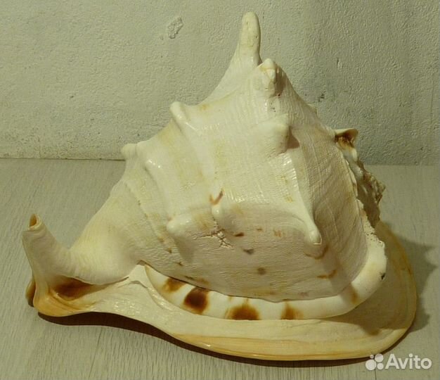 Морская ракушка 