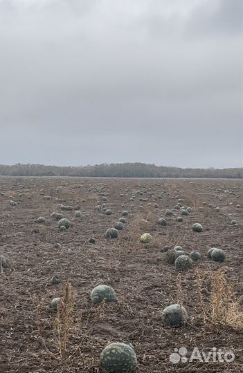 Арбуз оптом
