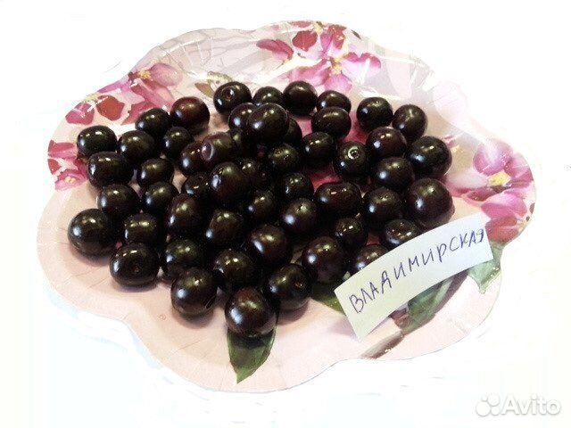 Слива и вишня в контейнерах