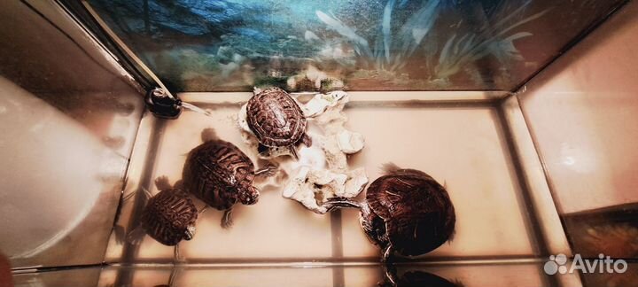 Черепашки красноухие