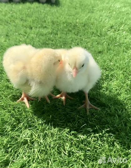 Бройлер суточный Кобб-500, Росс-308 в Армавире