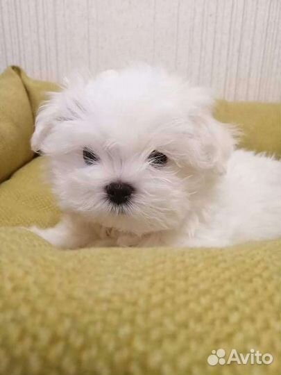 Мальтезята