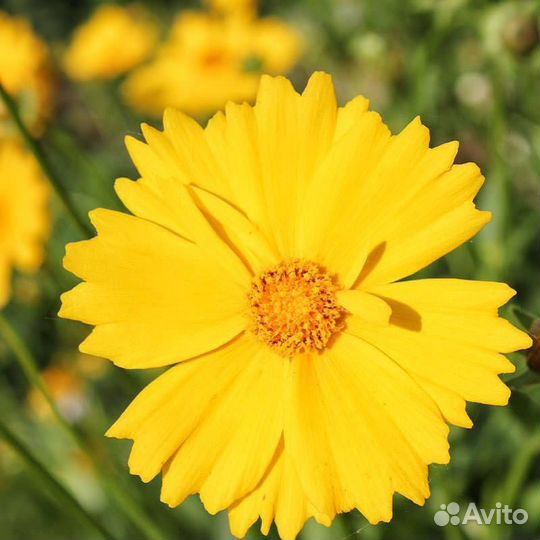 Садовые цветы и растения