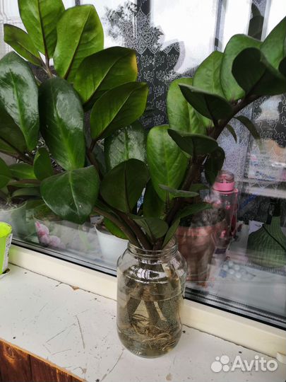 Замиокулькас