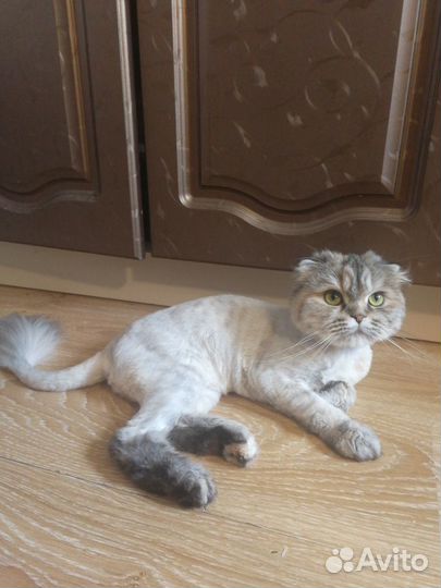 Вислоухая шотланка длиношерстная мягкая