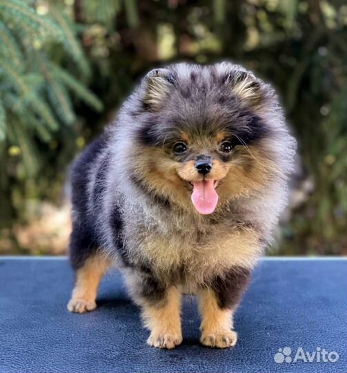 Девочка, мерль с подпалом