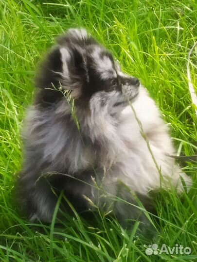 Кобель для вязки