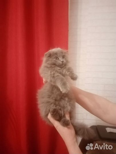 Кошка в дар бесплатно