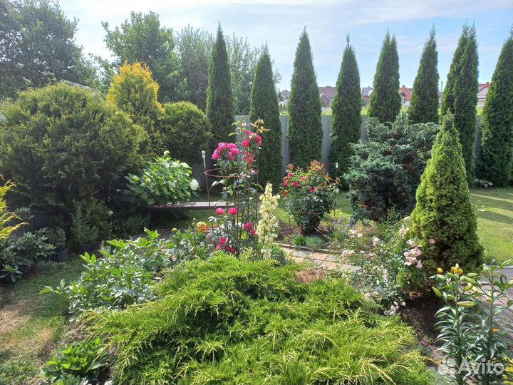 Многолетние цветы, декоративные кустарники