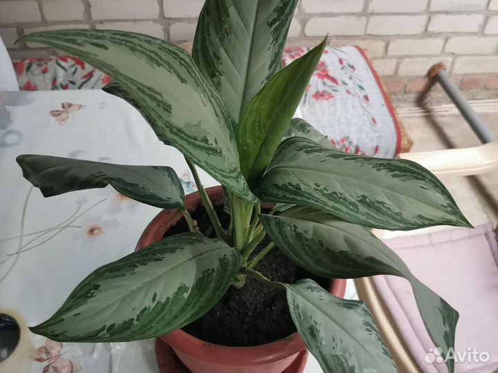 Аглаонема силвабей или меняю