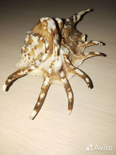 Морские ракушки