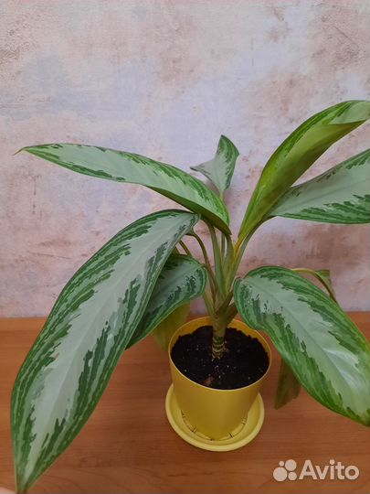 Аглаонема сильвер бей