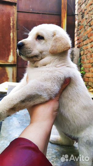 Собаки щенки бесплатно