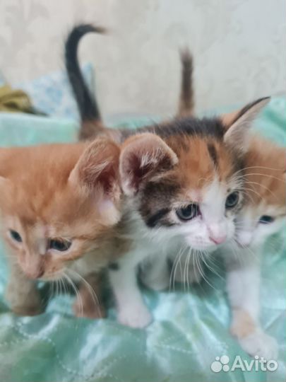Котята