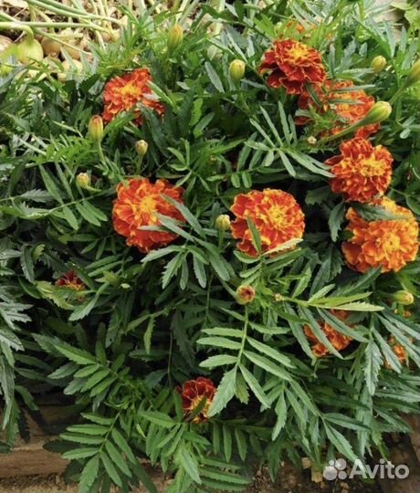 Рассада цветы бархатцы