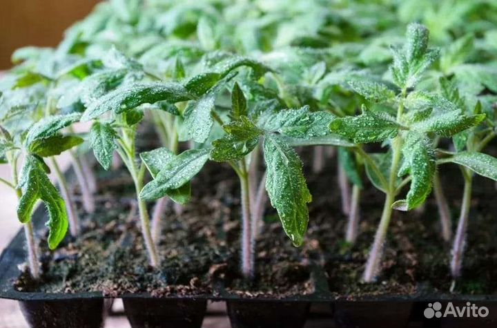 Семена томата,Вкус детства родом из СССР