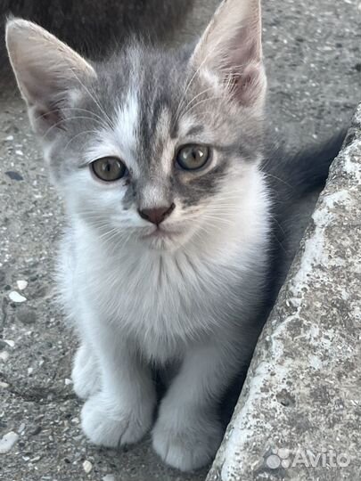 Котята в добрые руки, девочки