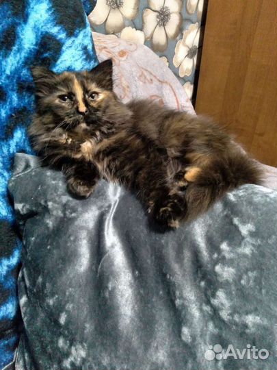 Сибирская кошка