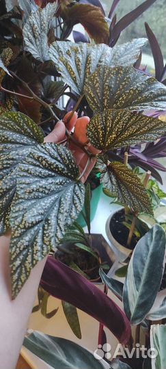 Тростниковые бегонии Кейн