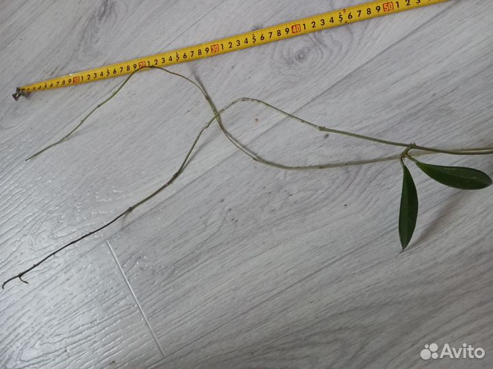 Хойя пубикаликс