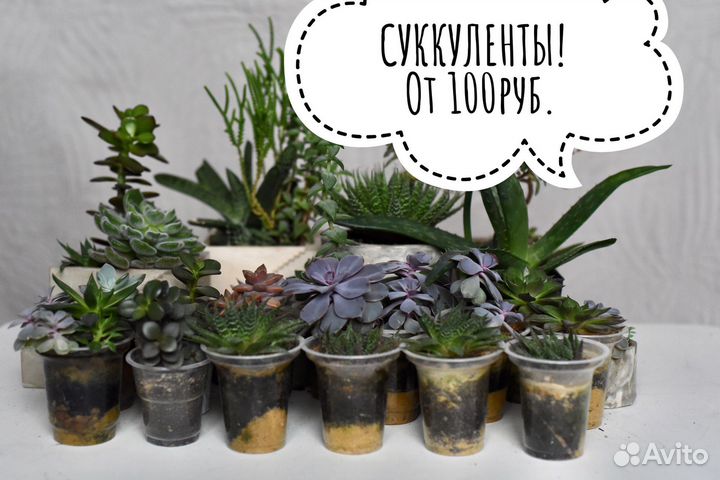 Суккуленты