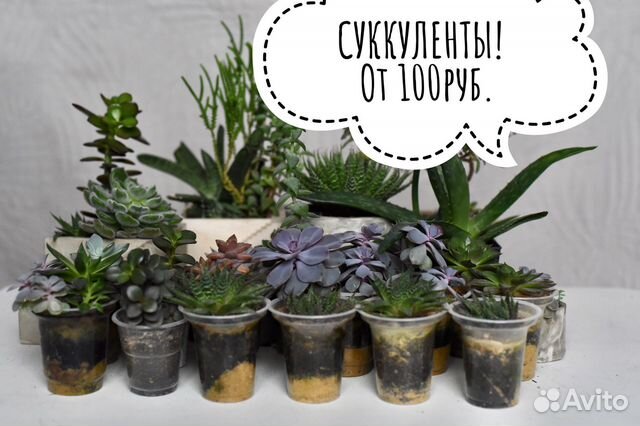 Суккуленты