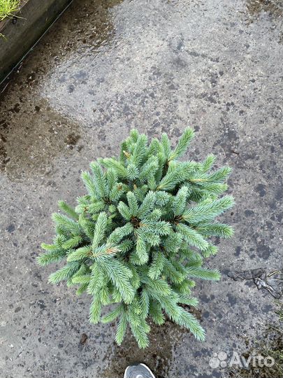 Super blue ель Опт