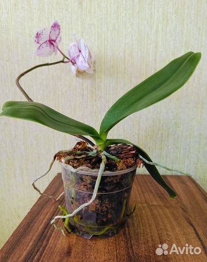 Орхидея фаленопсис