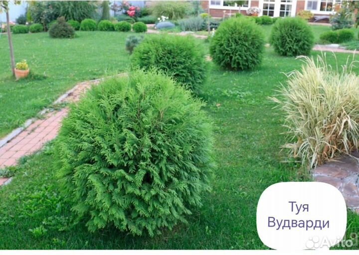 Туя шаровидная