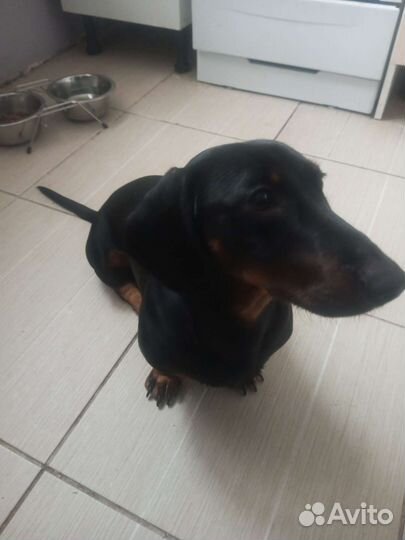 Такса для вязки