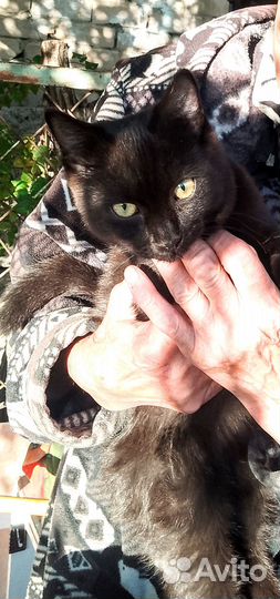 Черный котик в подарок