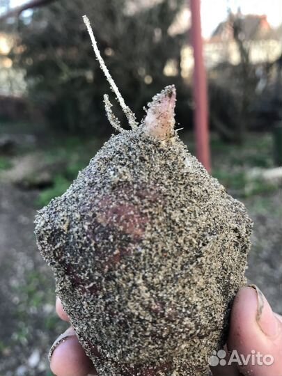 Топинамбур сорт Сиреник