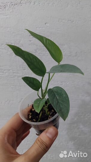 Эпипремнум, Сциндапсус, Замиокулькас Зензи