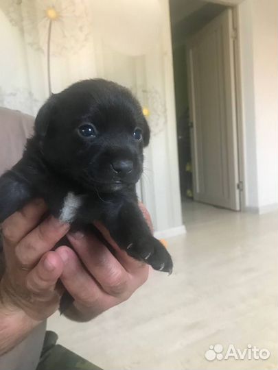 Щенок в добрые руки