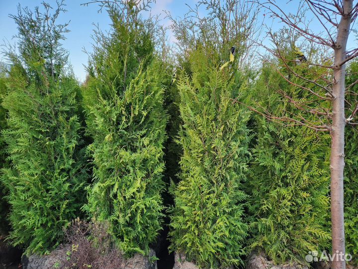 Туя брабант стриженная 2-2,3 m