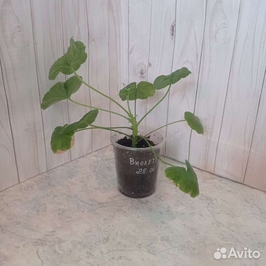 Пеларгония