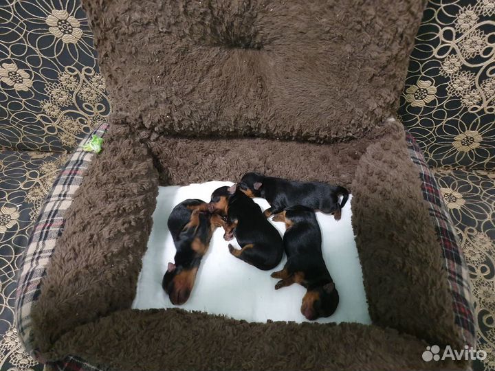 Милашки-обаяшки