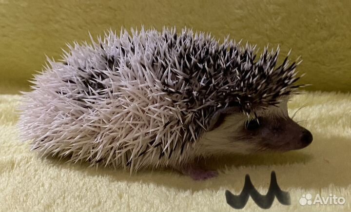 Африканский карликовый еж