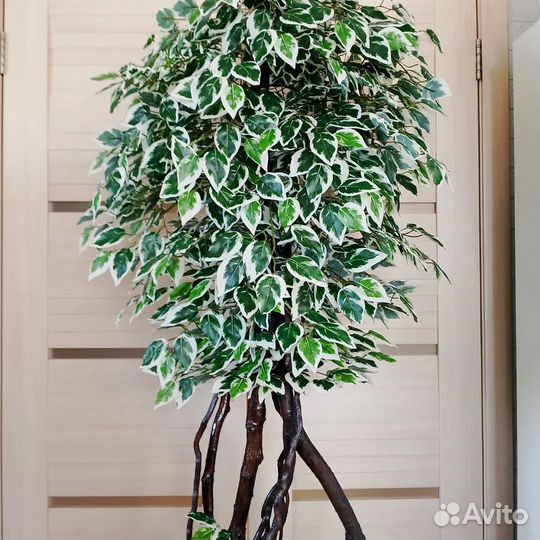 Фикус, бамбук