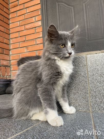 Котята в добрые руки, метис