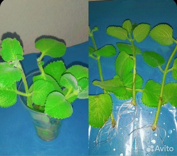 Комнатные цветы