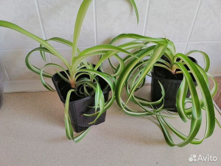 Хлорофитум кудрявый, Паперомия туполистная