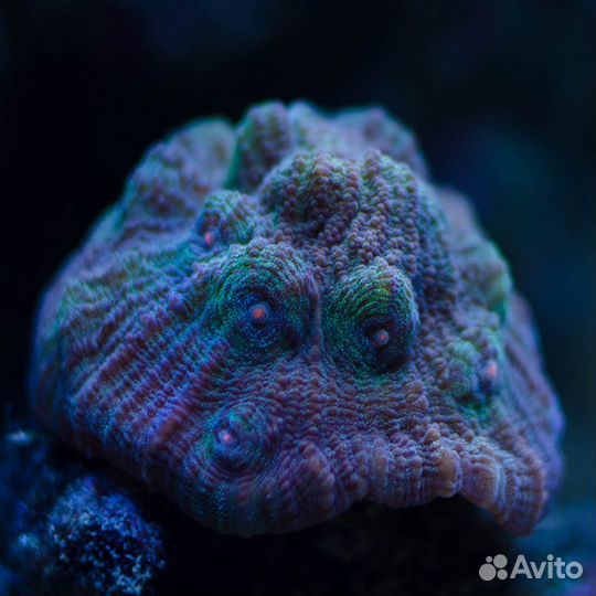 Морской аквариум