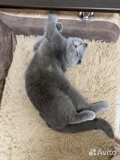 Кот шотландец вязка