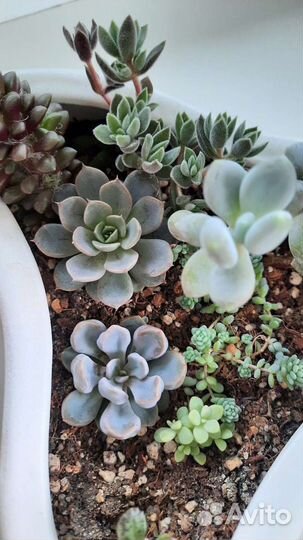 Суккуленты (детки и взрослые)