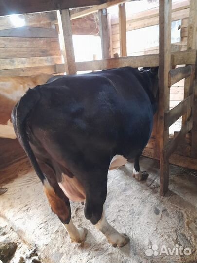Коровы бычки