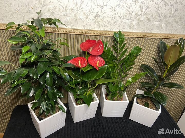 Готовый набор растений для офиса и дома